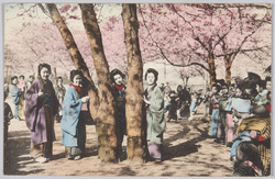 桜の木と着物姿の女性 / Cherry Blossoms and Women in Kimono image
