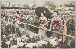 菖蒲園と着物姿の女性 / Women in Kimono in the Iris Garden  image