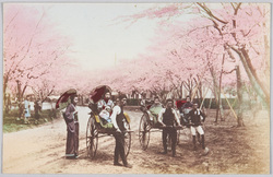 桜並木と人力車に乗る少女達 / Cherry Blossoms and Girls in a Rickshaw image