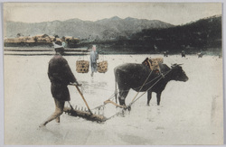 馬鍬で田を耕す / Cultivating a Rice Field with Maguwa (Harrow) image