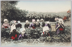 茶摘みの女性達 / Women Picking Tea Leaves image