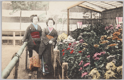 菊と和服の女性 / Chrysanthemums and a Women in a Kimono image