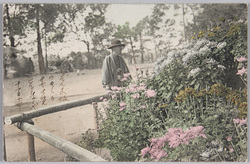 だんご坂の菊見 / Admiring Chrysanthemums on Dangozaka Hill in Tokyo image