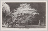 高麗神社　神苑ノ桜樹/Cherry Tree in the Shrine Garden at Komajinja Shrine image
