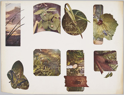 裁断前絵ハガキ　昆虫　他 / Uncut Picture Postcards of "Insects, etc." image