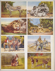 裁断前絵ハガキ 動物 / Uncut Picture Postcard of "Animals" image