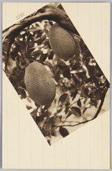 南洋果物集 / Picture Postcards of Tropical Fruits image