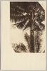 ココヤシ/Coconuts on a Palm Tree image