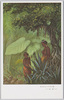 巨大なるタロ芋の葉/Taro Plant Leaves image