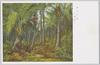 椰子の実/Coconuts image
