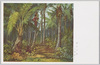 椰子の実/Coconuts image