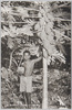 南洋　パラオ名産　パパイヤ樹/(Southe Sea Islands) Papya Tree on Palau Island  image