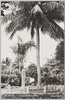 南洋　パラオ島大正三年占領記念椰子樹/(South Sea Islands) Palm Tree Planted in Memory of the Occupation in 1914 image