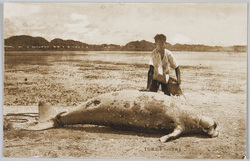 南洋パラオの姿 / Picture Postcards of Palau Islands image