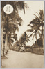 南洋パラオ島　南洋庁前通りヤシ並木/(Palau Islands) Street with Palm Trees in Front of the Palau Prefecture Office (Government Office of the South Sea Islands) image