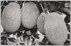 南洋－パラオ名産パラミズ/South Sea Islands - Jack Fruit from Palau image