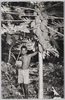 南洋－パラオ名産パパイヤ樹/South Sea Islands - Papaya Tree on Palau Island image