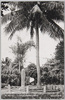 南洋－パラオ島大正三年占領記念椰子樹/South Sea Islands - Palm Tree Planted in Memory of the Occupation in 1914 image