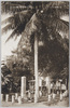 パラオ島占領記念椰子樹/Palm Tree Planted on Palau Islands in Memory of the Occupation  image