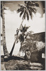 パラオ島風景　島民の椰子取り/Islanders Picking Coconuts (Landscape of Palau Islands)  image