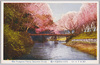 尾張犬山郷瀬川ノ桜/Cherry Blossoms at Gōse River, Inuyama, Owari  image