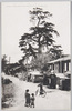 鎧掛の松/Yoroikake no Matsu (Armor Hanging Pine Tree) image