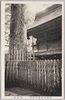 官幣大社鹿島神宮　御神木/Sacred Tree, Kampei Taisha Kashima Shrine image