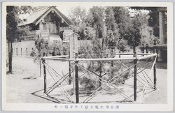 乃木神社 淳宮雍仁親王殿下御手植ノ松 / Pine Tree Hand-planted by His Imperial Highness Prince Atsu, Nogi Shrine image