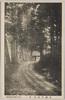 雲巌寺並木/Row of Trees, Unganji Temple image