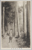 雨中の高尾山/Mt. Takao in the Rain image