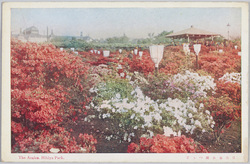 日比谷公園つつじ　 / Azaleas at Hibiya Park image