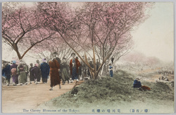 桜ノ百景 荒川堤の桜花 / 100 Famous Cherry Blossom Views, Cherry Blossoms on the Bank of the Arakawa River, Tokyo image