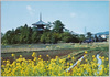 菜の花畑と法隆寺/Canola Flower Field and Hōryūji Temple image