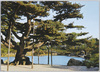 栗林公園　五葉松/Ritsurin Garden, Goyōmatsu Tree image