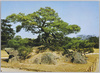 栗林公園　鶴亀松(百石松)/Ritsurin Garden, Tsurukamematsu Tree (Hyakkokumatsu Tree) image