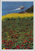 房総半島　フェリーボート/Bōsō Peninsula, Ferry Boat image
