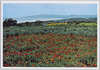 江見のお花畑/Flower Garden in Emi image