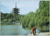 猿沢池から興福寺五重塔を望む/Kōfukuji Temple's 5-Story Pagoda as Seen from Sarusawanoike Pond image