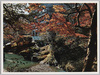 山中　鶴仙渓の紅葉/Autumn Leaves in Kakusenkei Valley, Yamanaka image