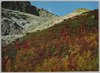 川湯硫黄山　山腹の赤い花ベニウルシ/Red Japanese Lacquer Flowers Growing on the Mountain, Mt. Iō in Kawayu image