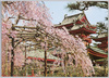 平安神宮の桜/Cherry Blossoms at Heianjingū Shrine image