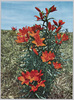 原生花園の代表的名花エゾスカシユリ/Siberian Lilies in Genseikaen Wildflower Field image