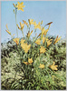 黄色で美しいエゾキスゲの花/Yellow Flowers of H.flava L.var.yezoensis (Hara) Hotta image