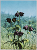乙女の恋の花　黒ゆり/Black Lilies (Virgin's Love Flower) image