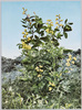 ジュウタンの様に一面黄色のセンダイハギ/Yellow Carpet of Siberian Lupins image