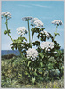 男性的な花　エゾノシシウド/Angelica Lucida Flowers image