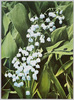 清楚で可憐な姿　上品な香り乙女の花すずらん/Fragrant Lily of the Valley image