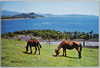 長崎鼻　開聞岳・亜熱帯植物園/Mt. Kaimondake and Animal Life and Botanical Garden, Cape Nagasakibana image
