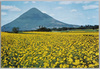長崎鼻　春の開聞岳山麓/Mt. Kaimondake in Spring, Cape Nagasakibana image