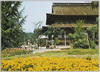 善光寺　本堂とお花畑/Main Hall and Flower Garden, Zenkōji Temple image